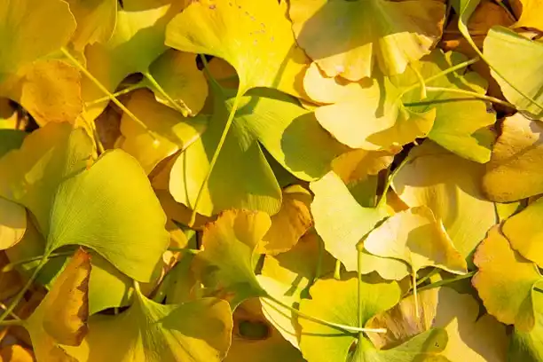 Ginkgo biloba.webp